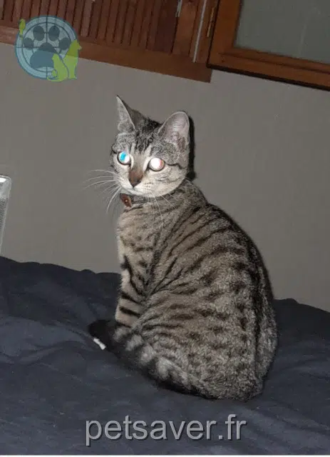 chatte reunited   21640 Vougeot Xenna