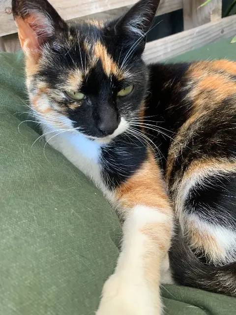 chatte reunited   22500 Paimpol Bijou