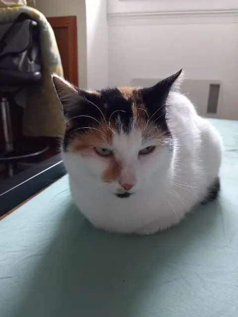 chatte reunited   22300 Saint-Michel-en-Grève Caramel