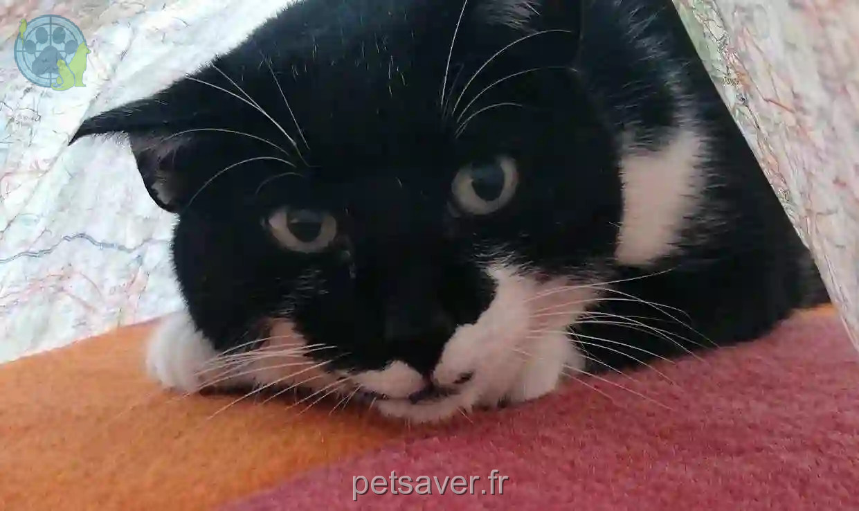 Chatte Trouvée 22 Côtes-d'Armor - Chanel Chatte Trouvée 22 Côtes-d'Armor - Chanel