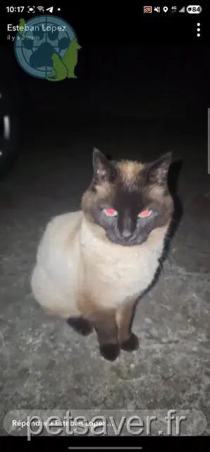 chatte reunited 22360 Langueux Chipie