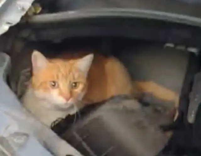 chatte reunited   22940 Saint-Julien Chouquette