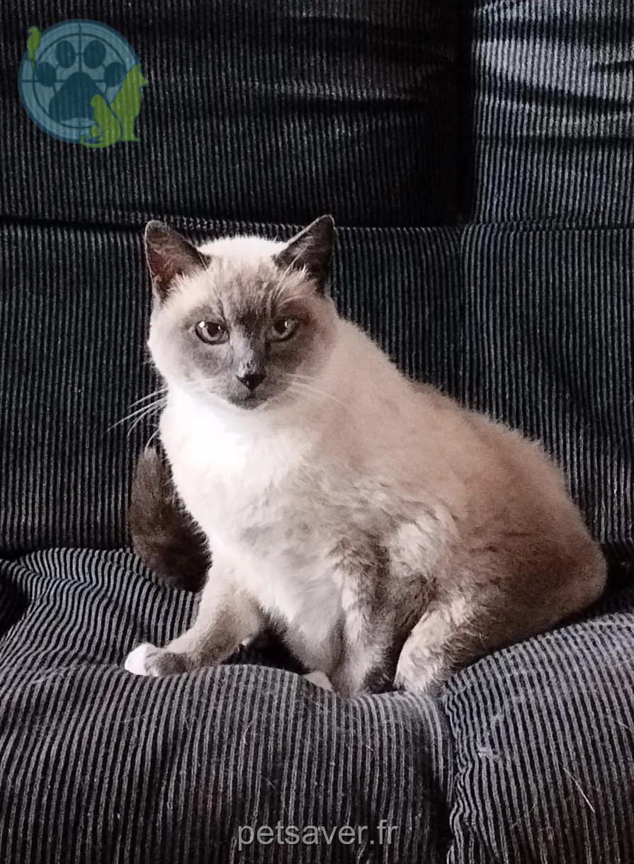 chatte reunited 22970 Ploumagoar Comme ça