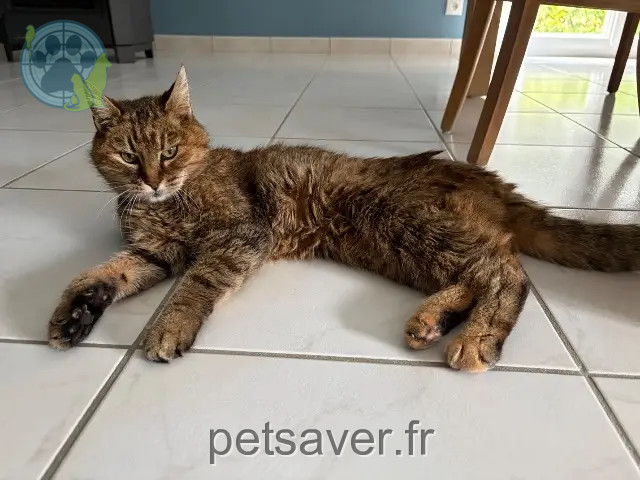 chatte reunited   22100 Calorguen Diamant