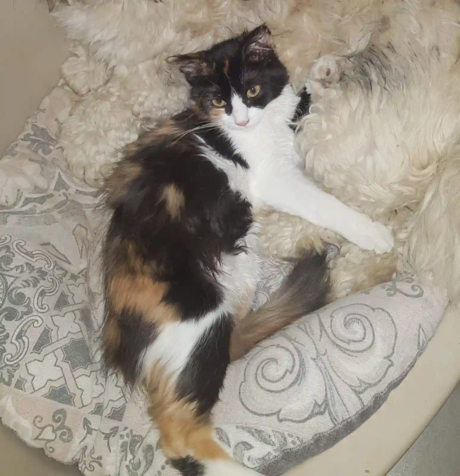 Chatte Trouvée 22 Côtes-d'Armor - Doly Chatte Trouvée 22 Côtes-d'Armor - Doly
