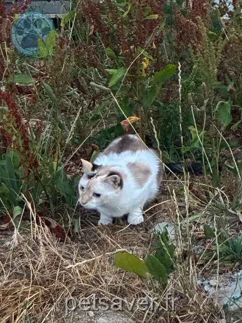 chatte reunited 22600 Saint-Maudan Domino