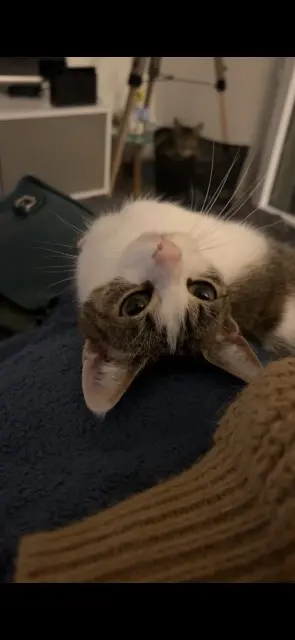 chatte reunited   22360 Langueux Fripouille