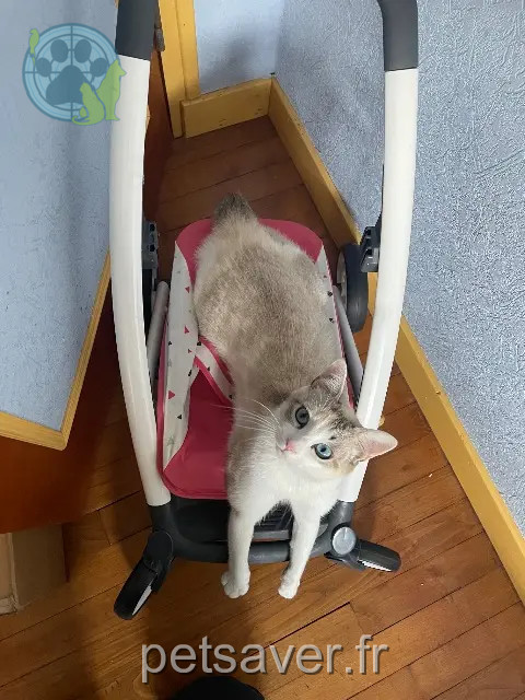 chatte reunited 22800 Quintin Hana