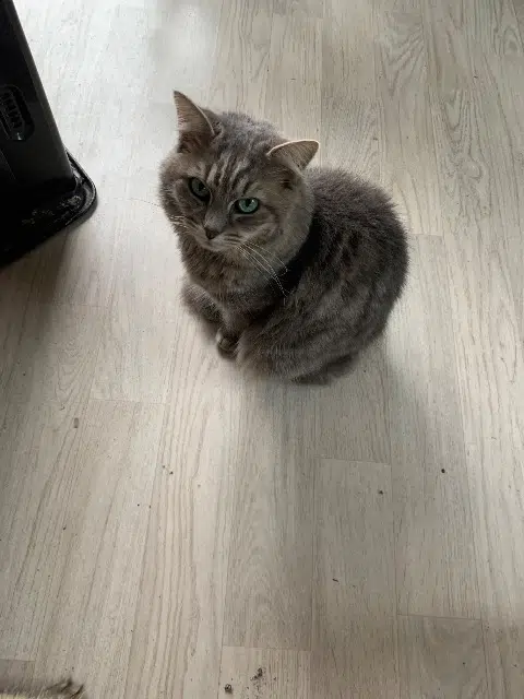 chatte reunited   22450 Troguéry Laly