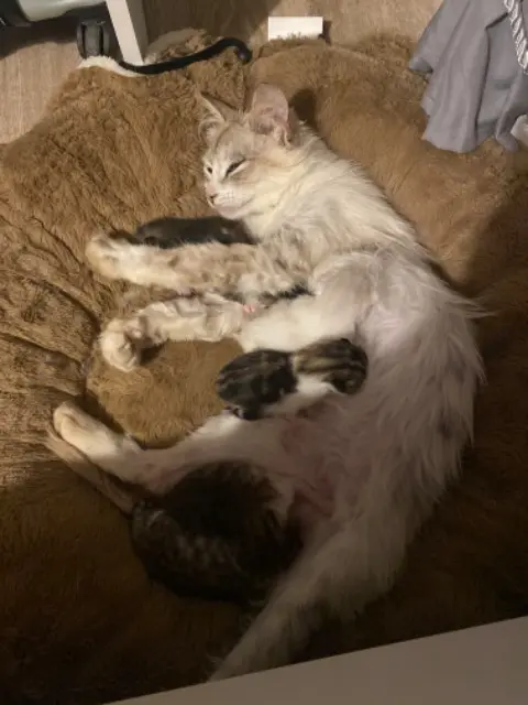 chatte reunited   22400 Lamballe-Armor Bouba