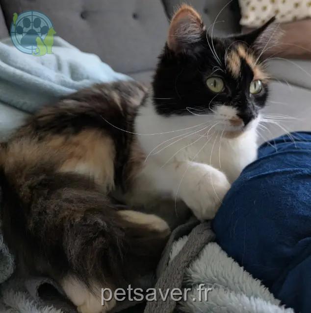 chatte reunited 22300 Lannion Mahana