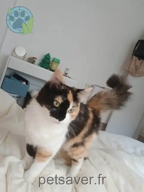chatte reunited   22000 Saint-Brieuc Mei