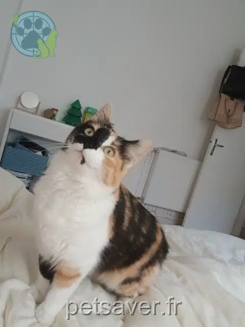 chatte reunited   22000 Saint-Brieuc Meï