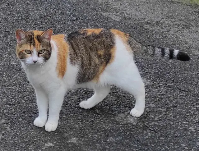 chatte reunited   22220 Tréguier Moïra