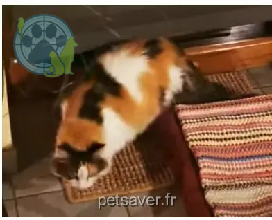Chatte Perdue 22 Côtes-d'Armor - Moûn Chatte Perdue 22 Côtes-d'Armor - Moûn