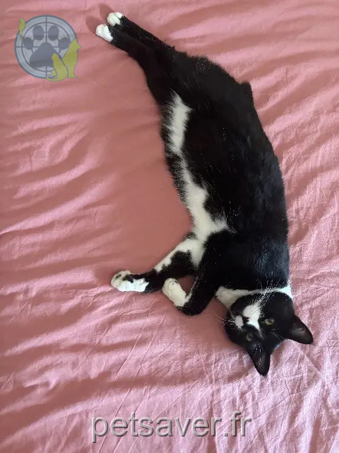 chatte reunited 22100 Brusvily Polka