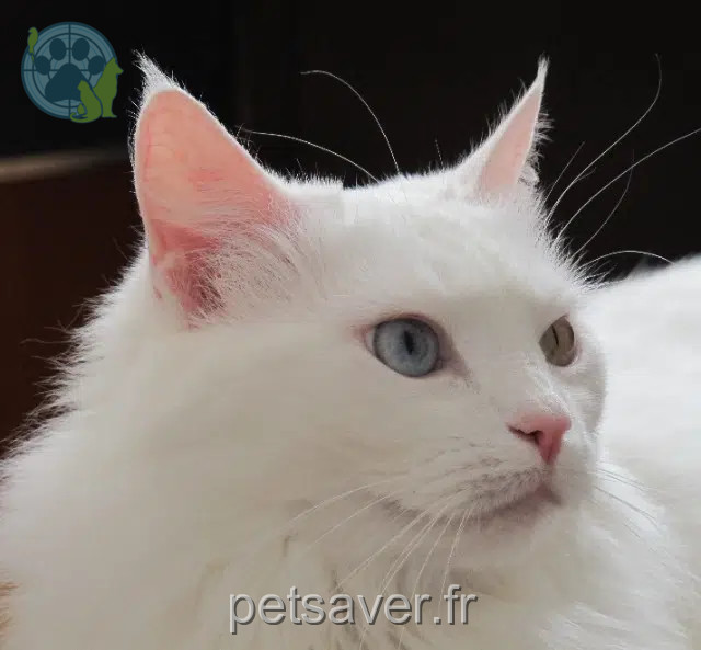 chatte reunited   22000 Saint-Brieuc Pompon