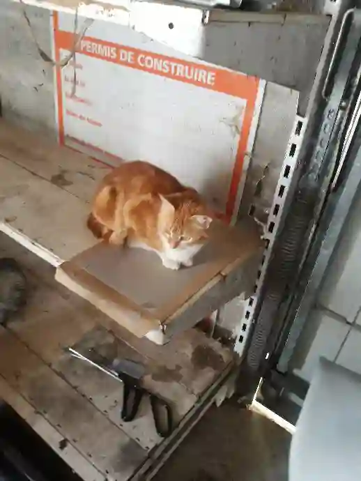 Chatte Trouvée 22 Côtes-d'Armor - Roucky Chatte Trouvée 22 Côtes-d'Armor - Roucky