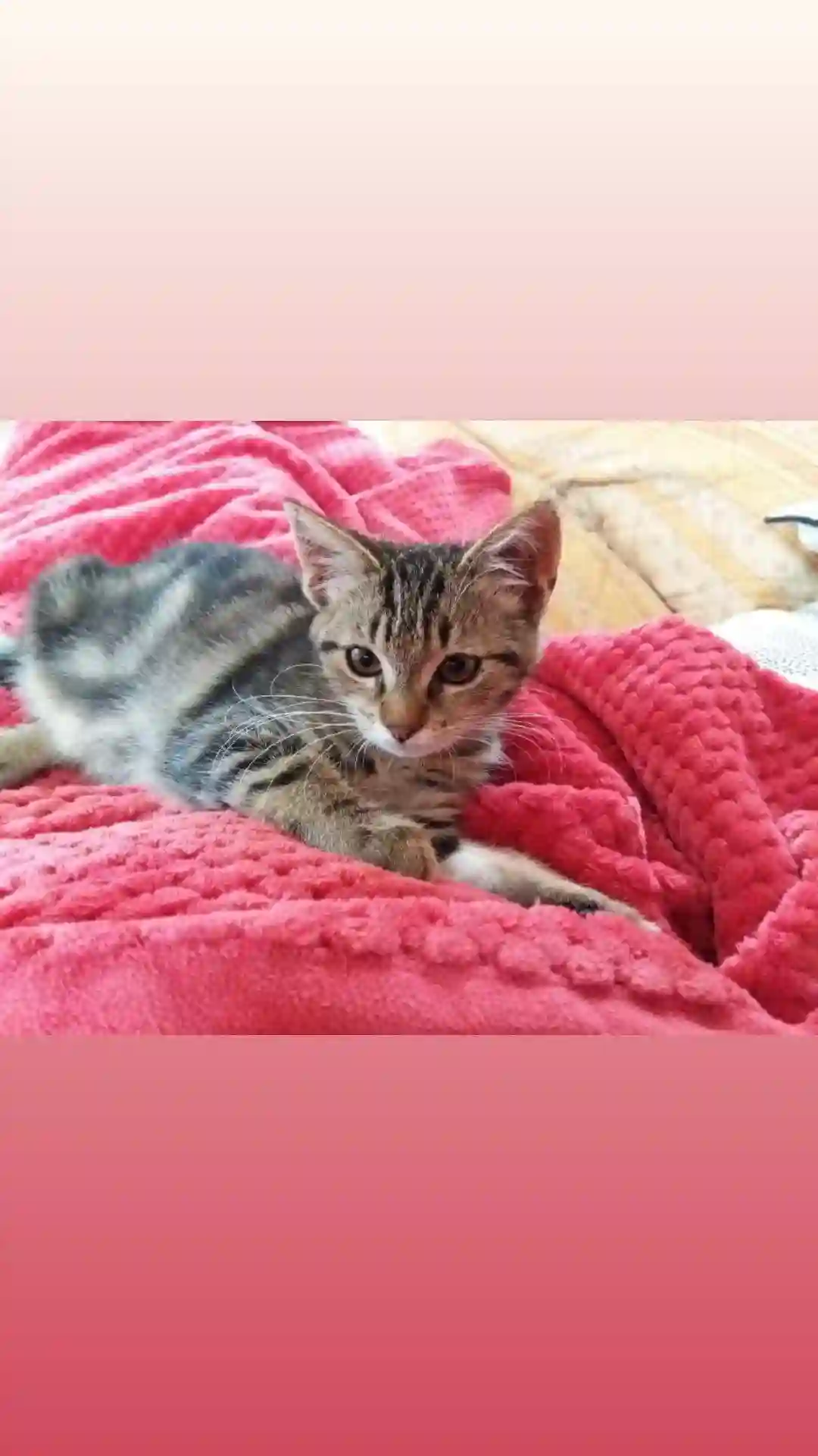 Chatte Perdue 22 Côtes-d'Armor - Rubis Chatte Perdue 22 Côtes-d'Armor - Rubis
