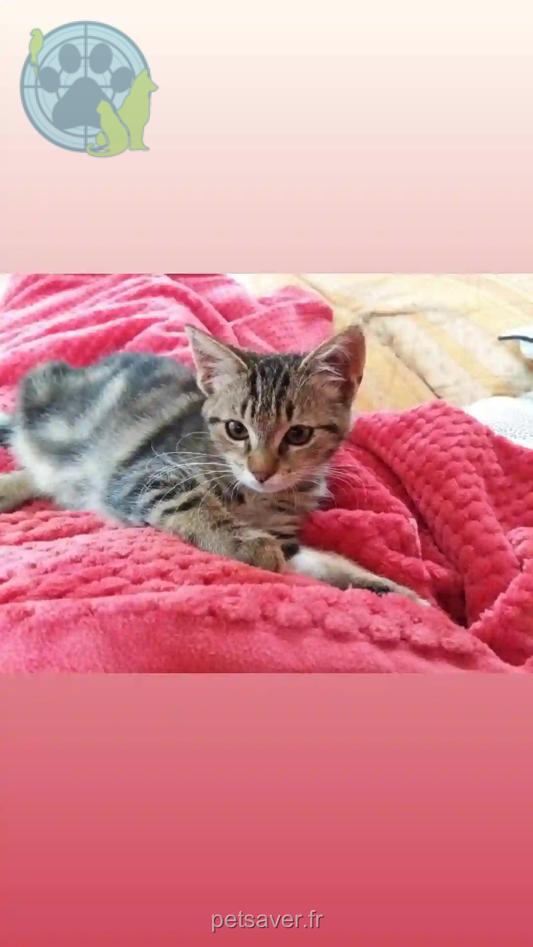 Chatte Perdue 22 Côtes-d'Armor - Rubis Chatte Perdue 22 Côtes-d'Armor - Rubis