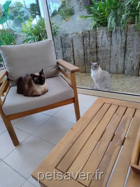 chatte reunited 22580 Plouha Soizic