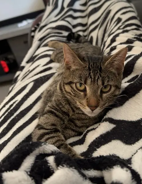 chatte reunited   22600 Saint-Barnabé Tigrou