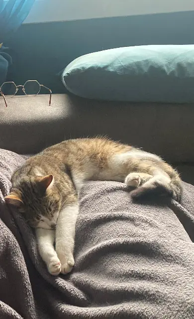 chatte reunited   22940 Plaintel Uxelles