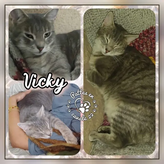 chatte reunited   22130 Plancoët Vicky