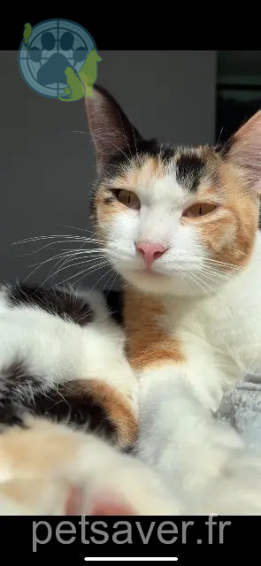 chatte reunited 22200 Guingamp willow