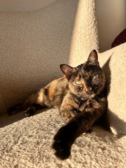 chatte reunited   22000 Saint-Brieuc Zouki