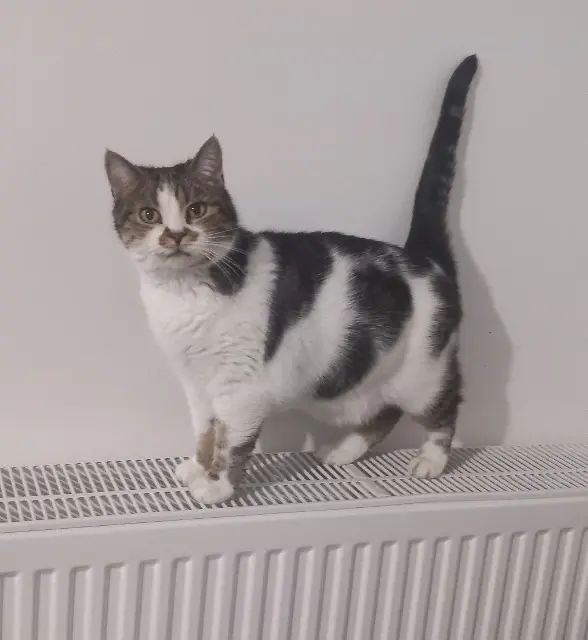 chatte reunited   23000 Guéret Bella