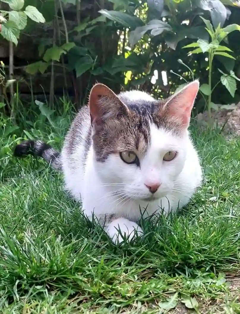 Chatte Trouvée 23 Creuse - Carissa Chatte Trouvée 23 Creuse - Carissa