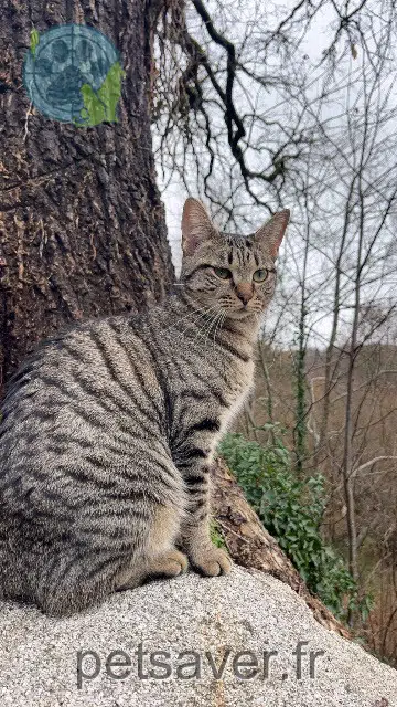 chatte reunited   23000 Guéret Kimeya
