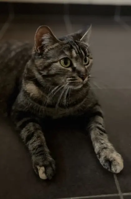 chatte reunited   23170 Auge Stella