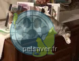 Chatte Perdue 23 Creuse - Tittite Chatte Perdue 23 Creuse - Tittite