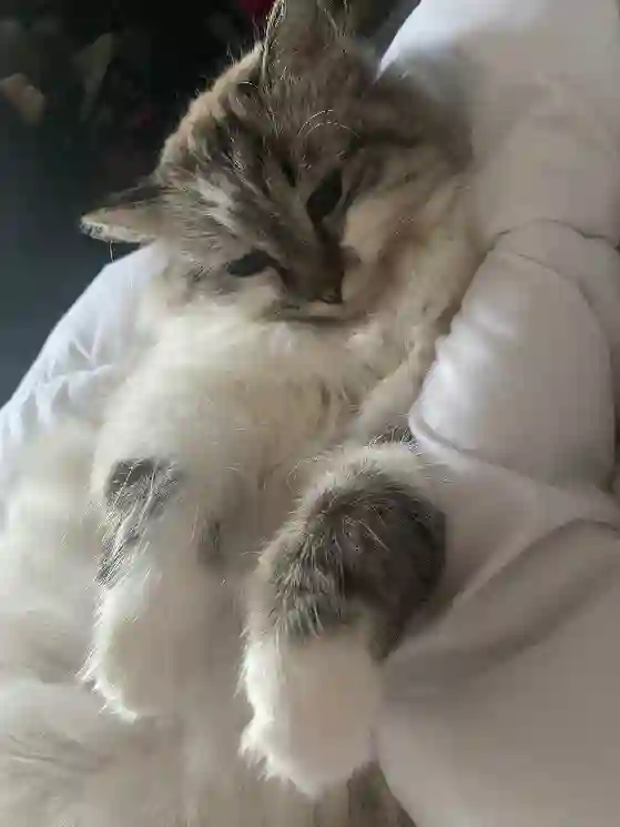 Chatte Trouvée 24 Dordogne - Ash Chatte Trouvée 24 Dordogne - Ash