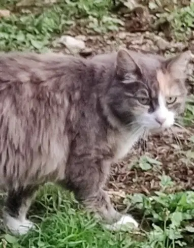 chatte reunited    Boulazac Isle Manoire Miky