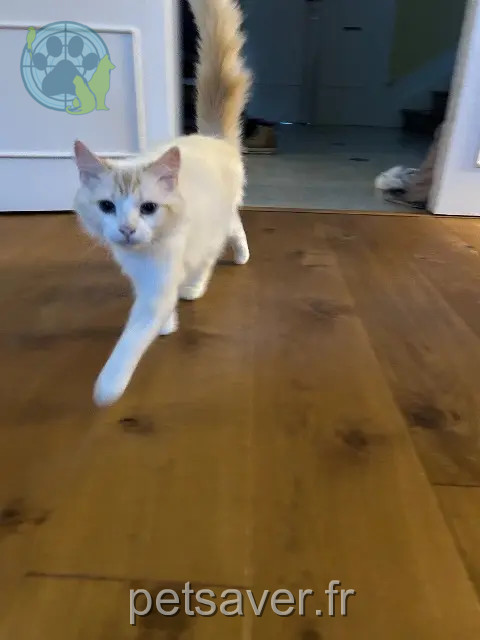 chatte reunited 24000 Périgueux Chamaille
