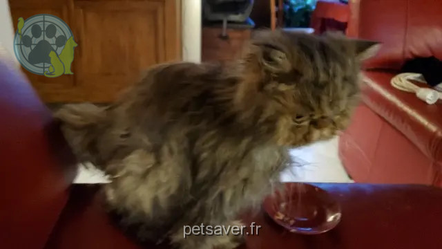 chatte reunited   24100 Bergerac Chipie
