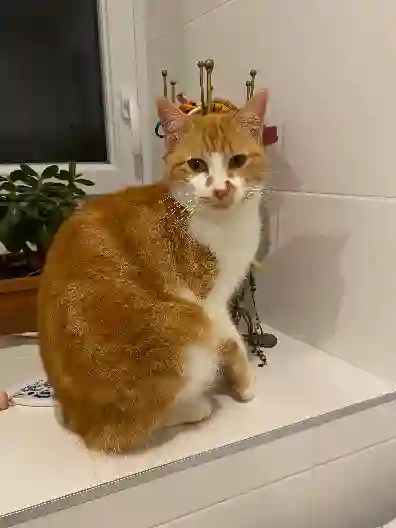 Chatte Trouvée 24 Dordogne - Goulphar Chatte Trouvée 24 Dordogne - Goulphar