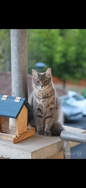 chatte reunited   24120 Terrasson-Lavilledieu Mia