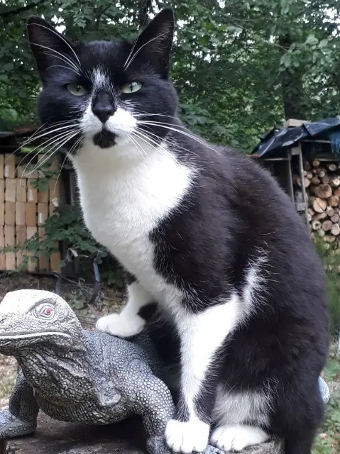 chatte reunited   24380 Creyssensac-et-Pissot Minette