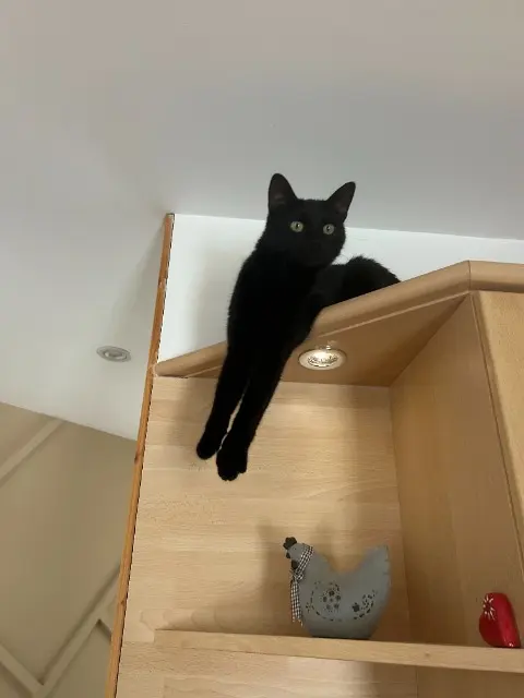 chatte reunited   24380 Vergt Nini