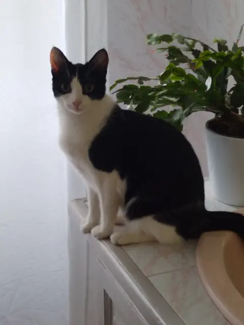 chatte reunited   24100 Bergerac ORPIE