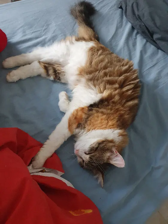 Chatte Perdue 24 Dordogne - Pickles Chatte Perdue 24 Dordogne - Pickles