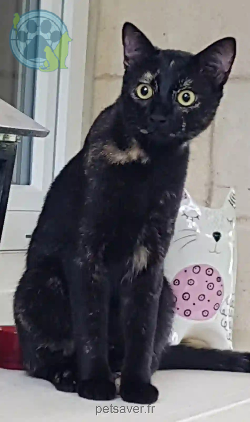 Chatte Trouvée 24 Dordogne - Poppy Chatte Trouvée 24 Dordogne - Poppy