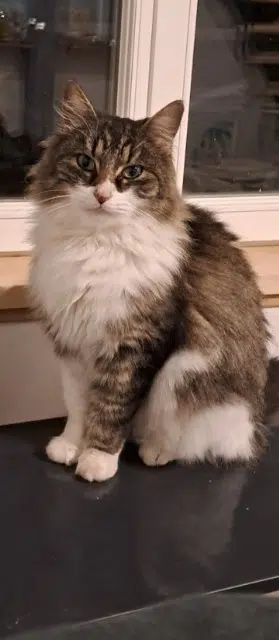 chatte retrouvée 24100 Bergerac Rubis chatte reunited 24100 Bergerac Rubis