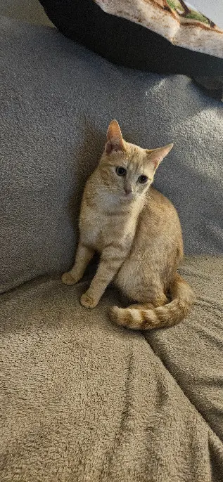 Chatte Perdue 24 Dordogne Chatte Perdue 24 Dordogne