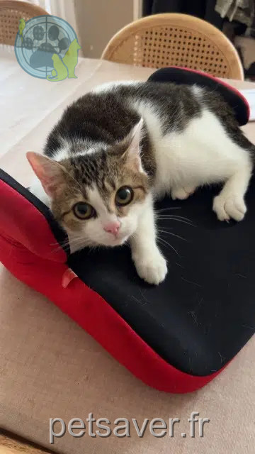 chatte reunited 24430 Coursac Vanille