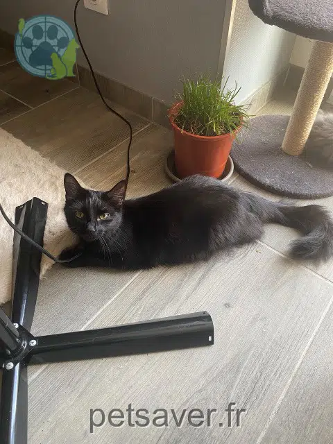 chatte reunited 25960 Deluz Azia